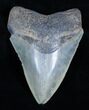 Inch Serrated Megalodon Tooth #3463-2
